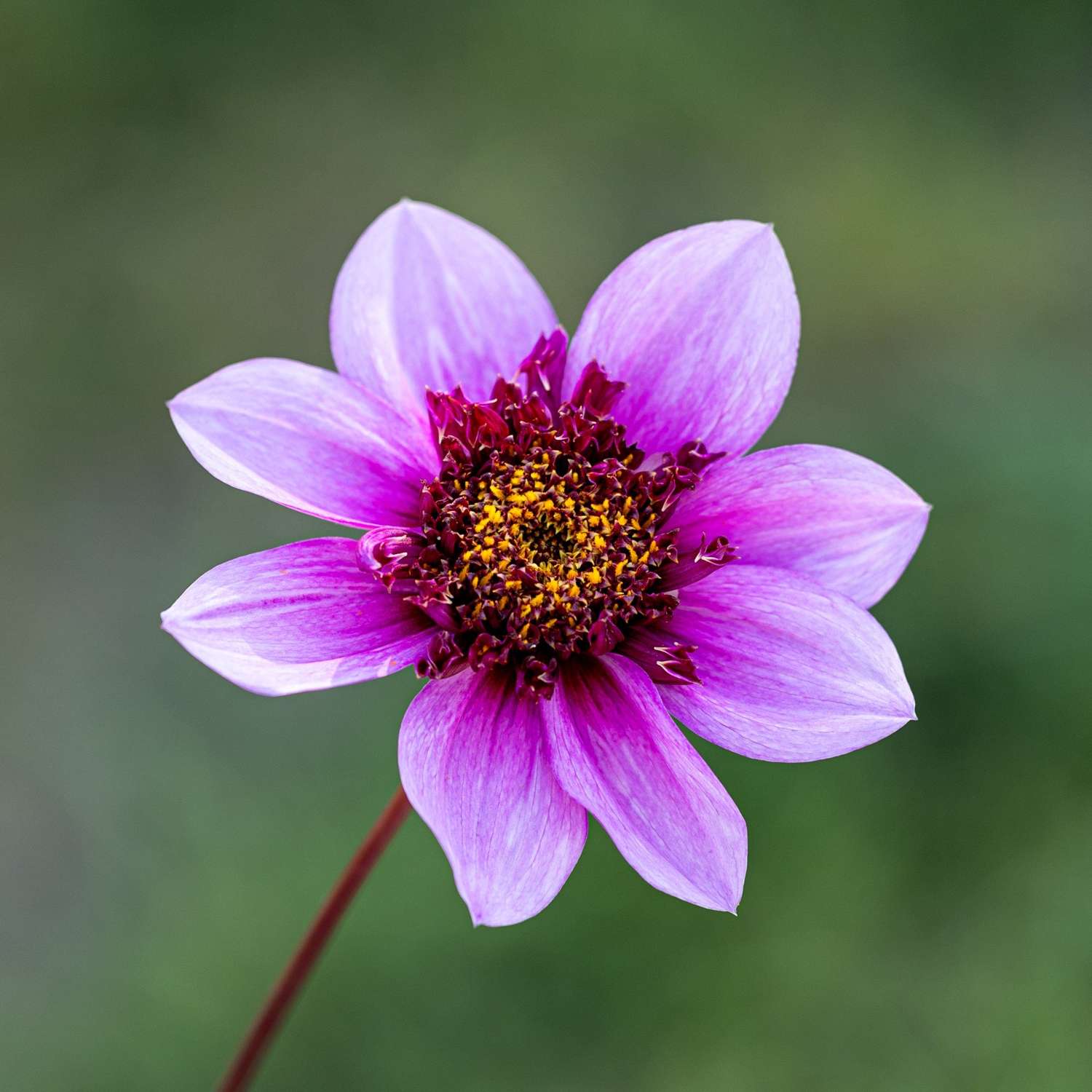 Dahlie 'Blue Bayou'